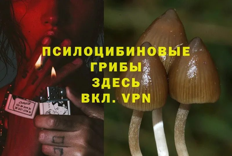 Псилоцибиновые грибы Magic Shrooms  где продают   Разумное 